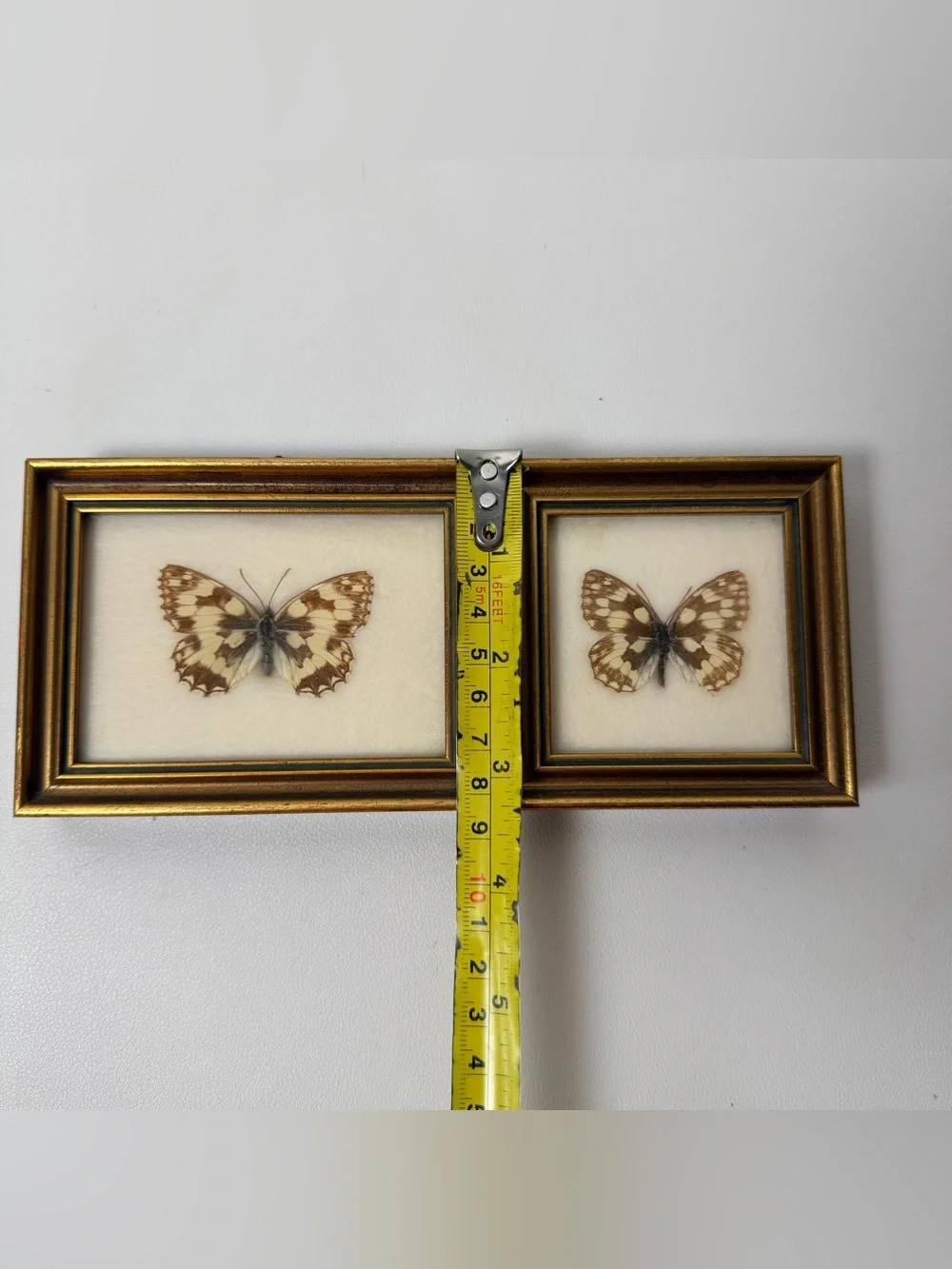 Marbled White Butterfly (Melanargia galathea) framed  2 pcs set Handmade Austria
